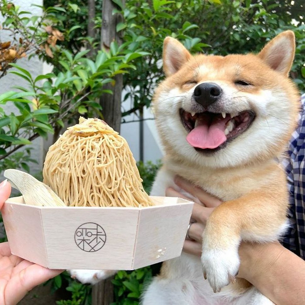 Ce shiba est devenu viral pour son sourire, surtout après avoir vu de la nourriture