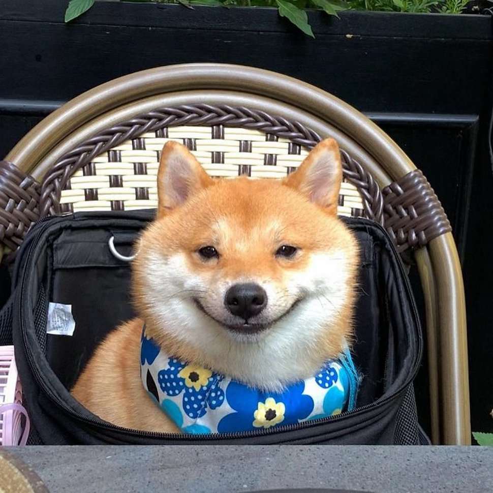 Ce shiba est devenu viral pour son sourire, surtout après avoir vu de la nourriture