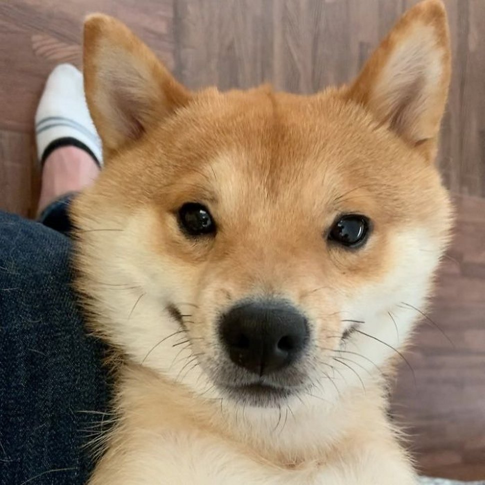 Ce shiba est devenu viral pour son sourire, surtout après avoir vu de la nourriture