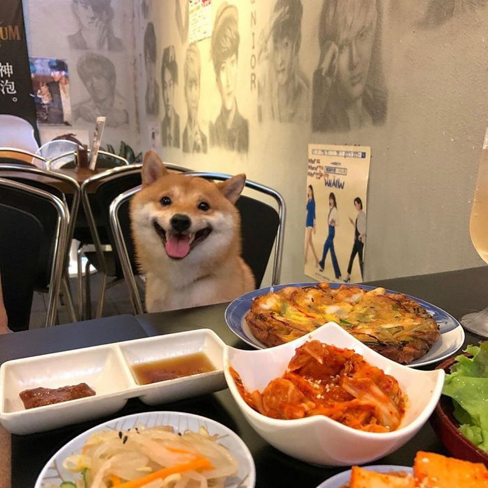 Ce shiba est devenu viral pour son sourire, surtout après avoir vu de la nourriture