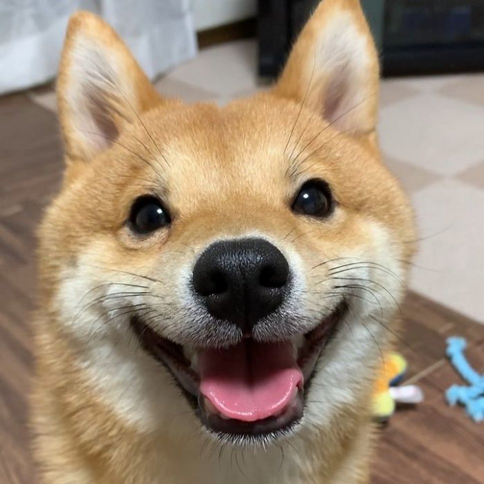 Ce shiba est devenu viral pour son sourire, surtout après avoir vu de la nourriture