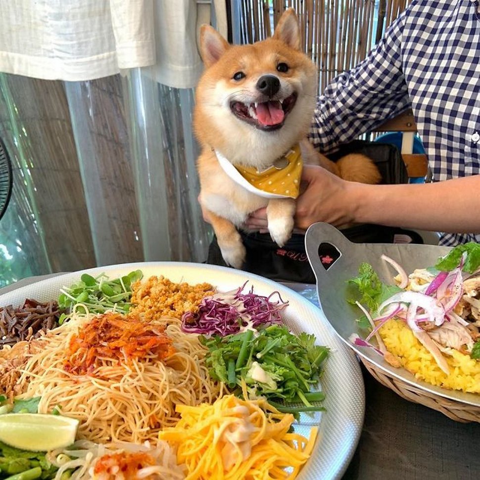 Ce shiba est devenu viral pour son sourire, surtout après avoir vu de la nourriture