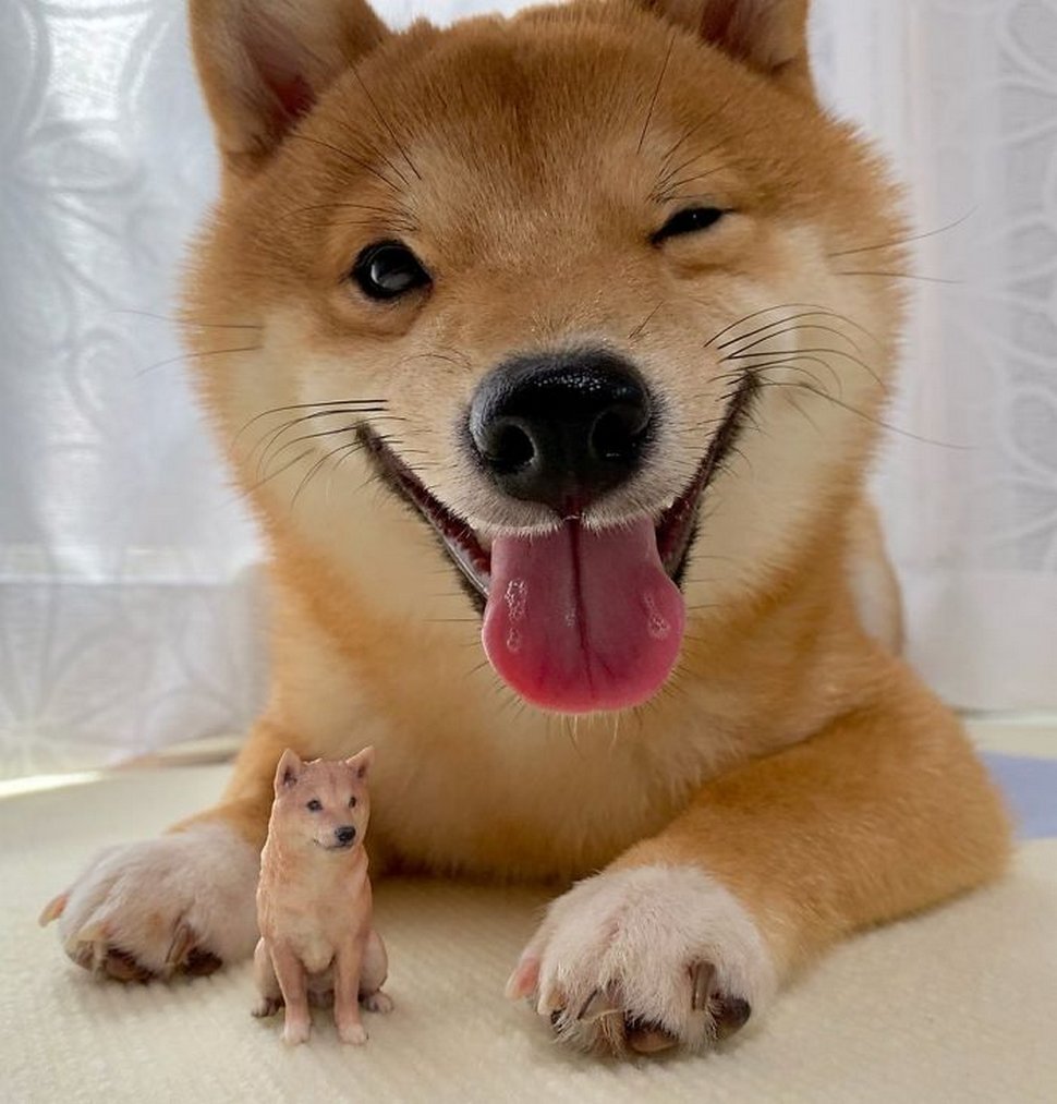 Ce shiba est devenu viral pour son sourire, surtout après avoir vu de la nourriture