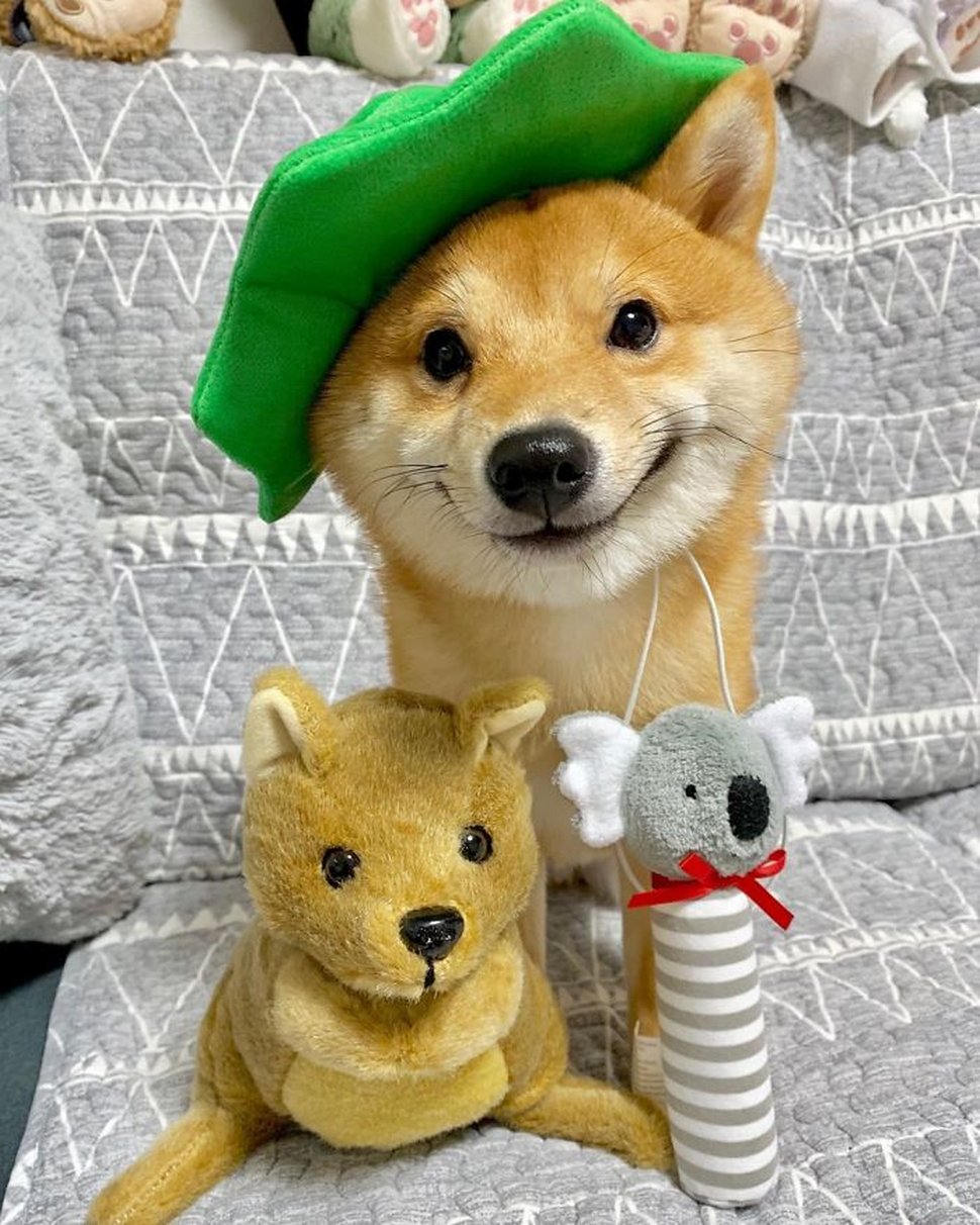 Ce shiba est devenu viral pour son sourire, surtout après avoir vu de la nourriture