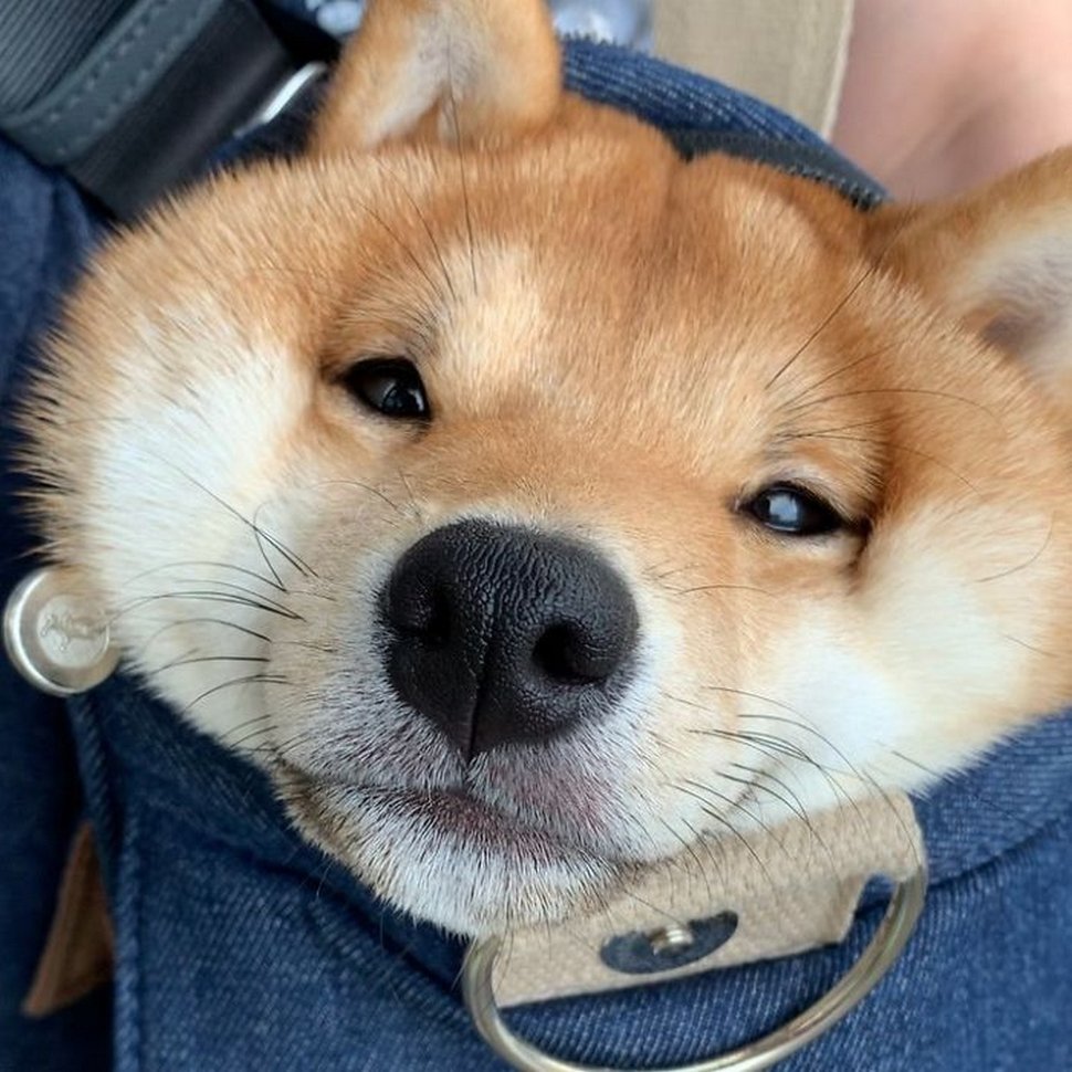 Ce shiba est devenu viral pour son sourire, surtout après avoir vu de la nourriture