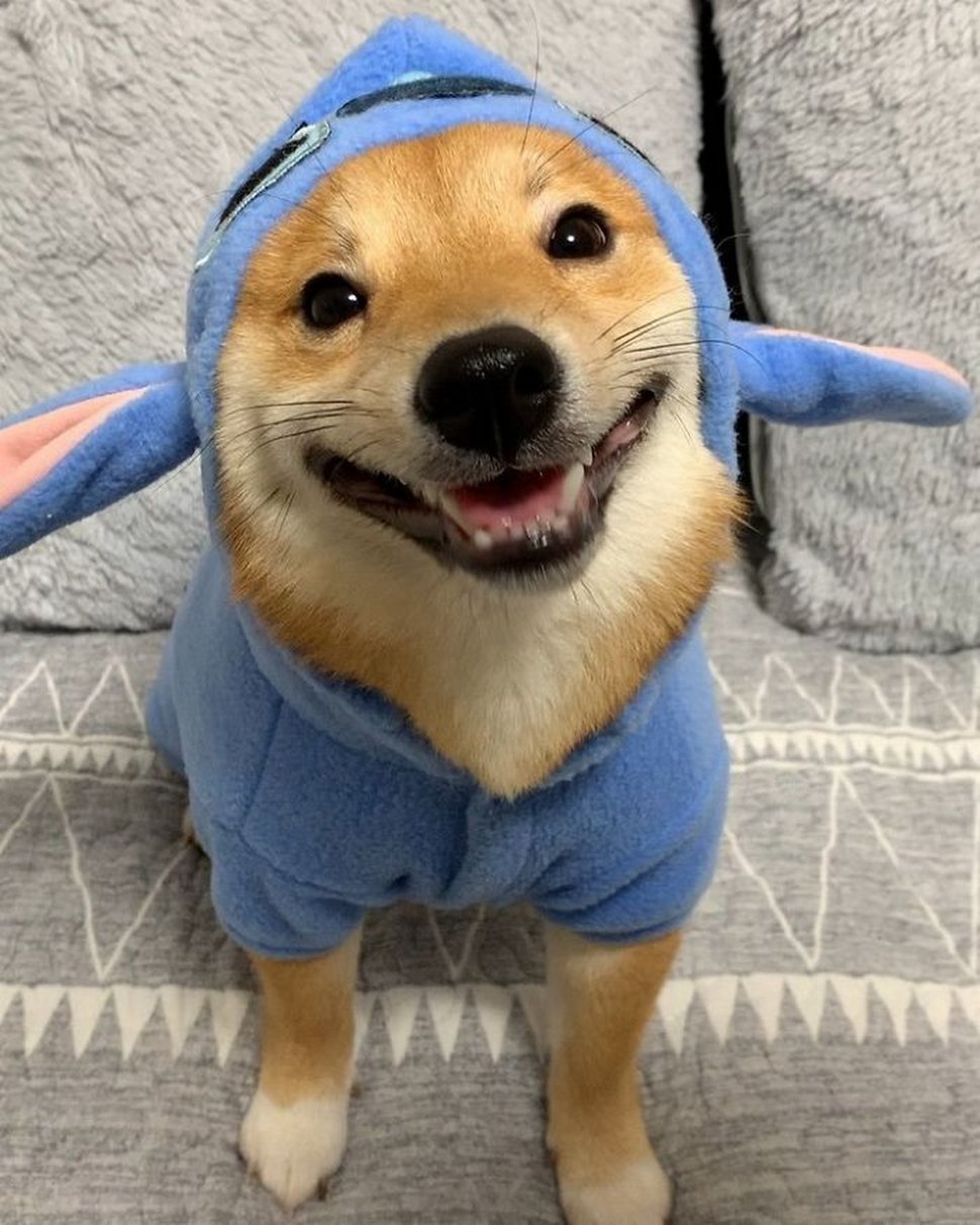 Ce shiba est devenu viral pour son sourire, surtout après avoir vu de la nourriture