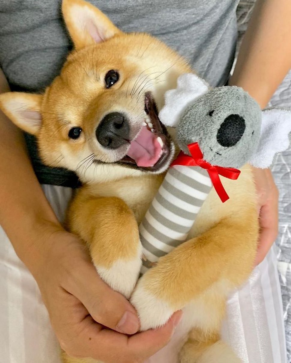 Ce shiba est devenu viral pour son sourire, surtout après avoir vu de la nourriture