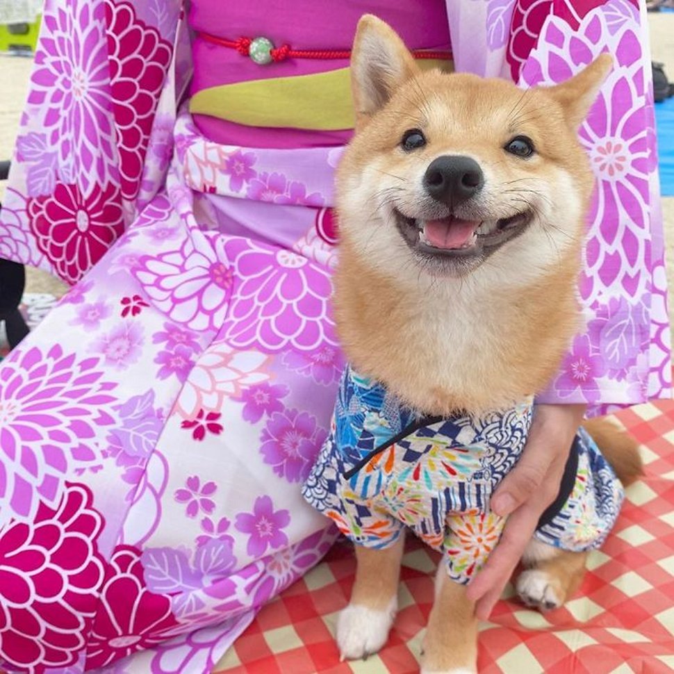 Ce shiba est devenu viral pour son sourire, surtout après avoir vu de la nourriture