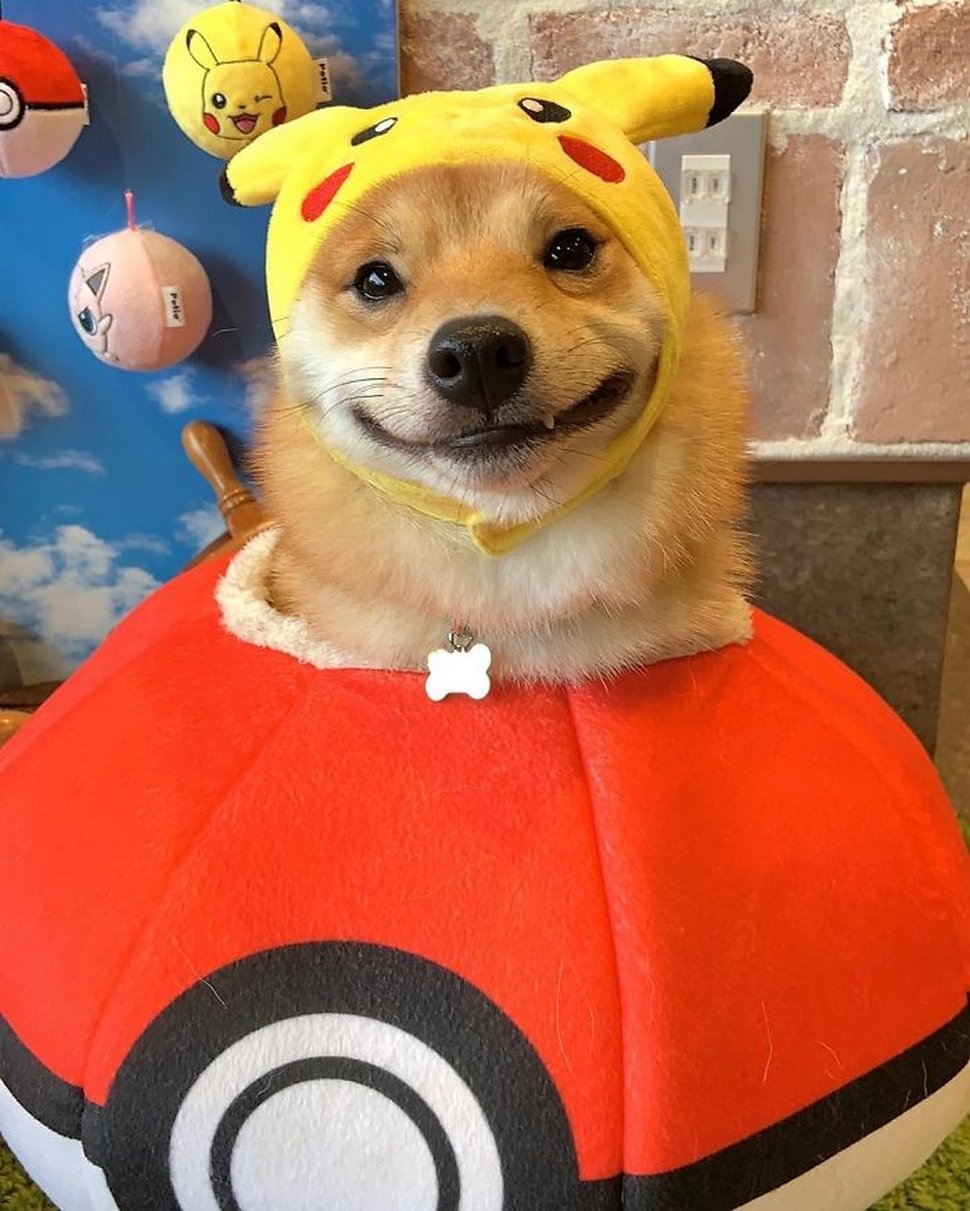 Ce shiba est devenu viral pour son sourire, surtout après avoir vu de la nourriture