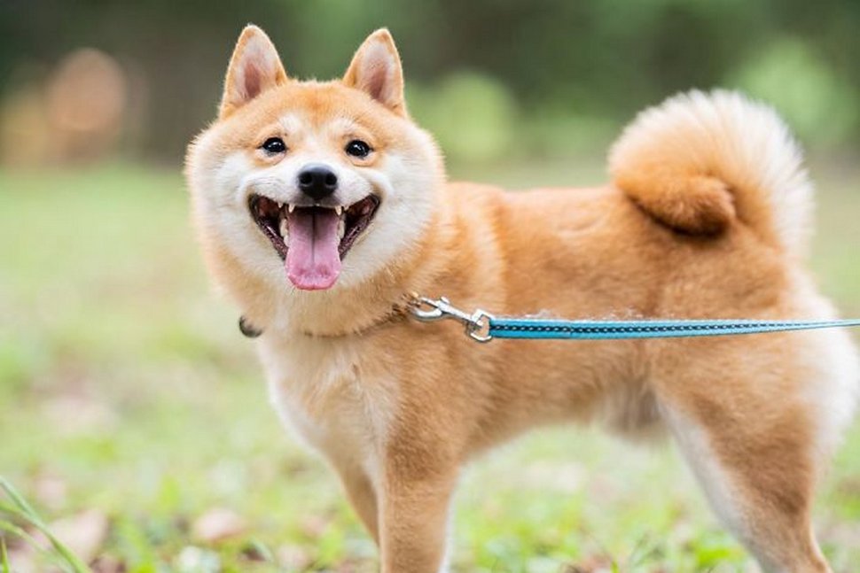 Ce shiba est devenu viral pour son sourire, surtout après avoir vu de la nourriture