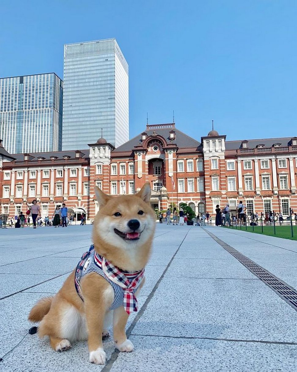 Ce shiba est devenu viral pour son sourire, surtout après avoir vu de la nourriture
