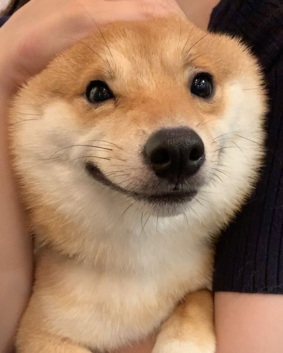 Ce shiba est devenu viral pour son sourire, surtout après avoir vu de la nourriture