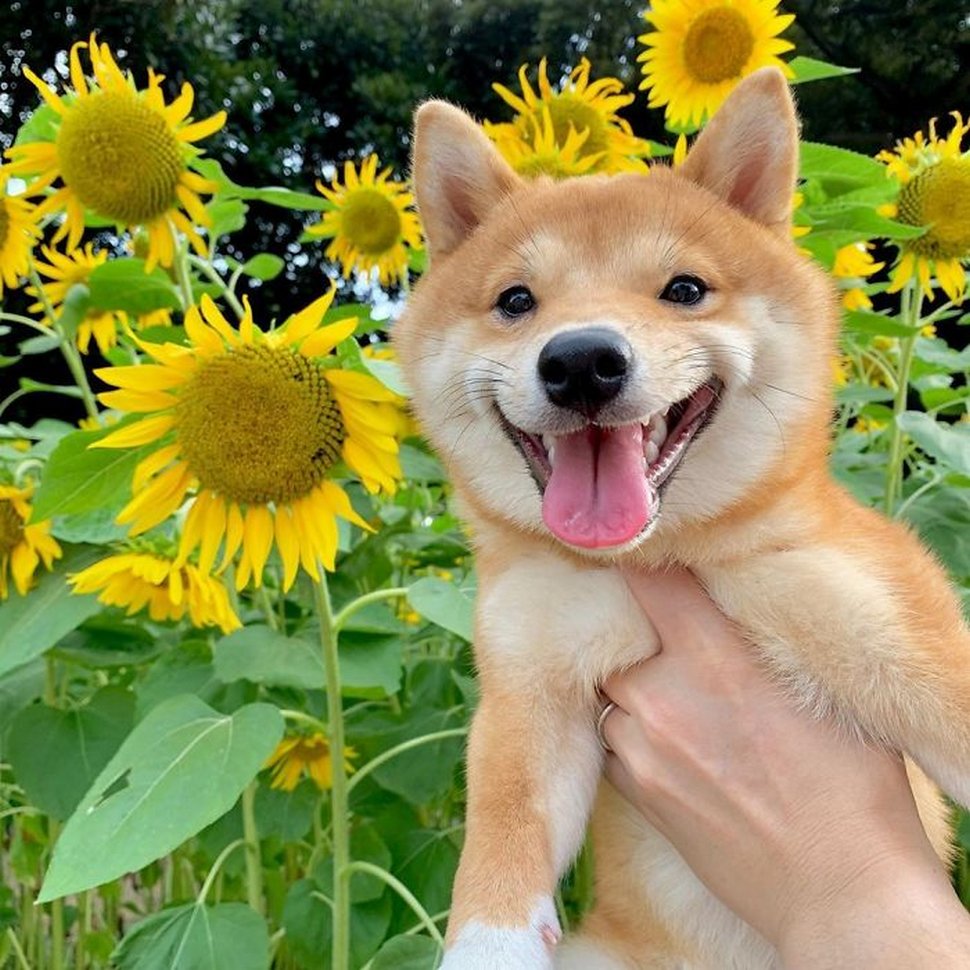 Ce shiba est devenu viral pour son sourire, surtout après avoir vu de la nourriture