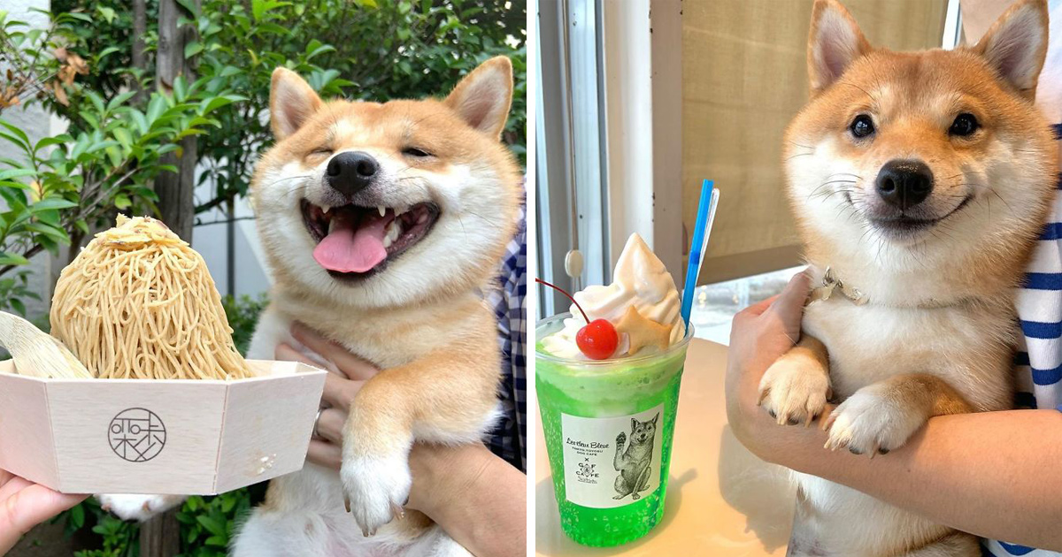 Ce shiba est devenu viral pour son sourire, surtout après avoir vu de la nourriture