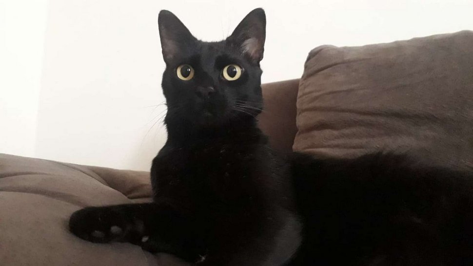 Les gens ont du mal à trouver le chat en 10 secondes sur cette photo