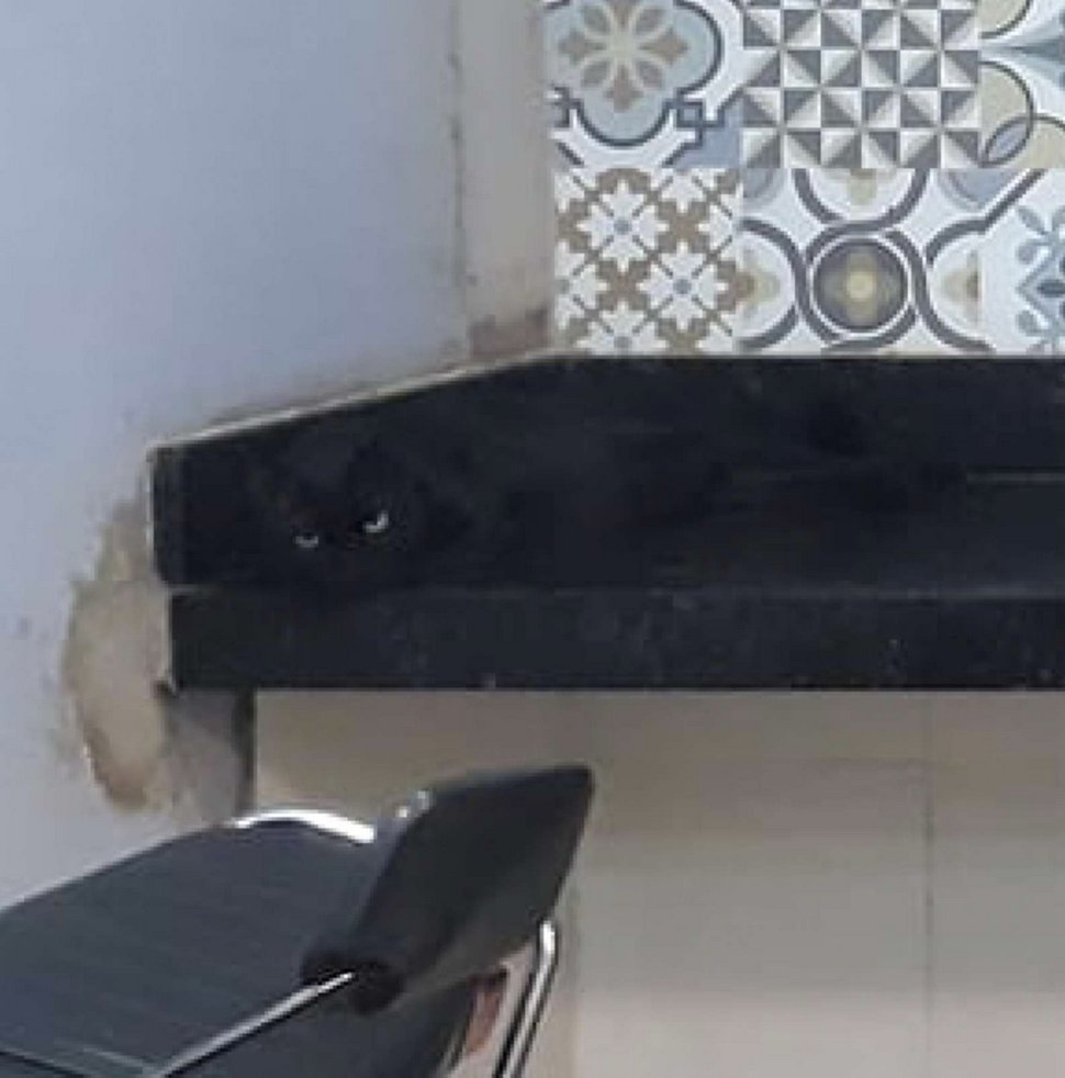 Les gens ont du mal à trouver le chat en 10 secondes sur cette photo