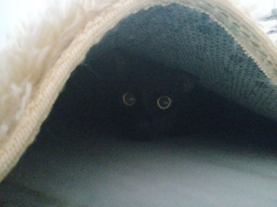 Les gens ont du mal à trouver le chat en 10 secondes sur cette photo