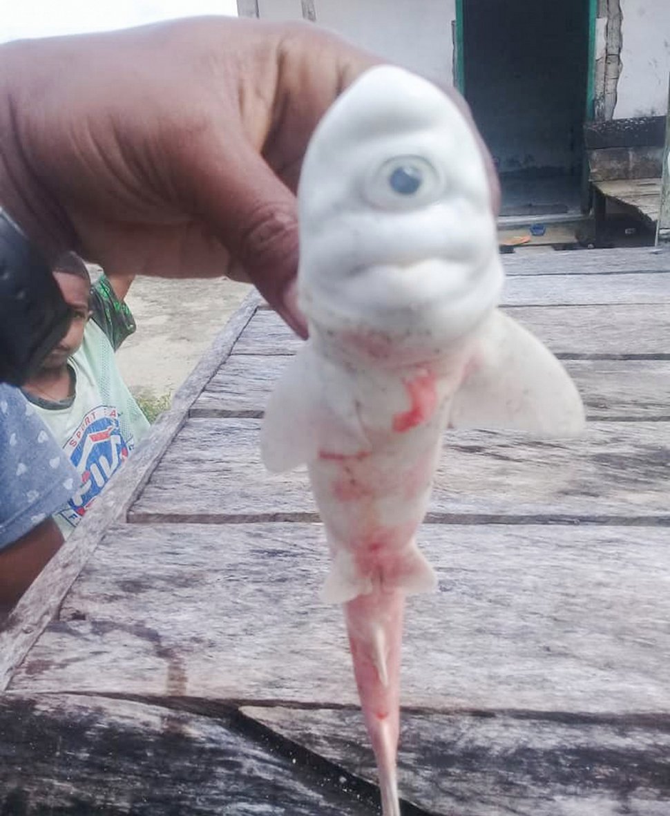 Des pêcheurs n’en croyaient pas leurs yeux après avoir capturé un bébé requin albinos à un oeil