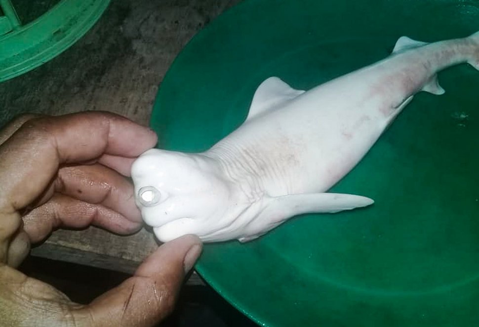 Des pêcheurs n’en croyaient pas leurs yeux après avoir capturé un bébé requin albinos à un oeil