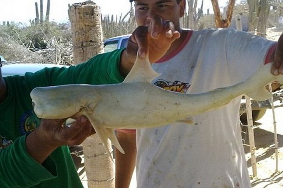 Des pêcheurs n’en croyaient pas leurs yeux après avoir capturé un bébé requin albinos à un oeil
