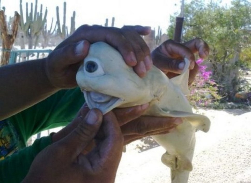 Des pêcheurs n’en croyaient pas leurs yeux après avoir capturé un bébé requin albinos à un oeil