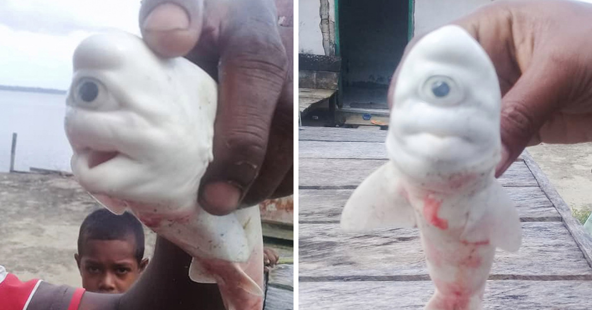 Des Pecheurs N En Croyaient Pas Leurs Yeux Apres Avoir Capture Un Bebe Requin Albinos A Un Oeil Ipnoze