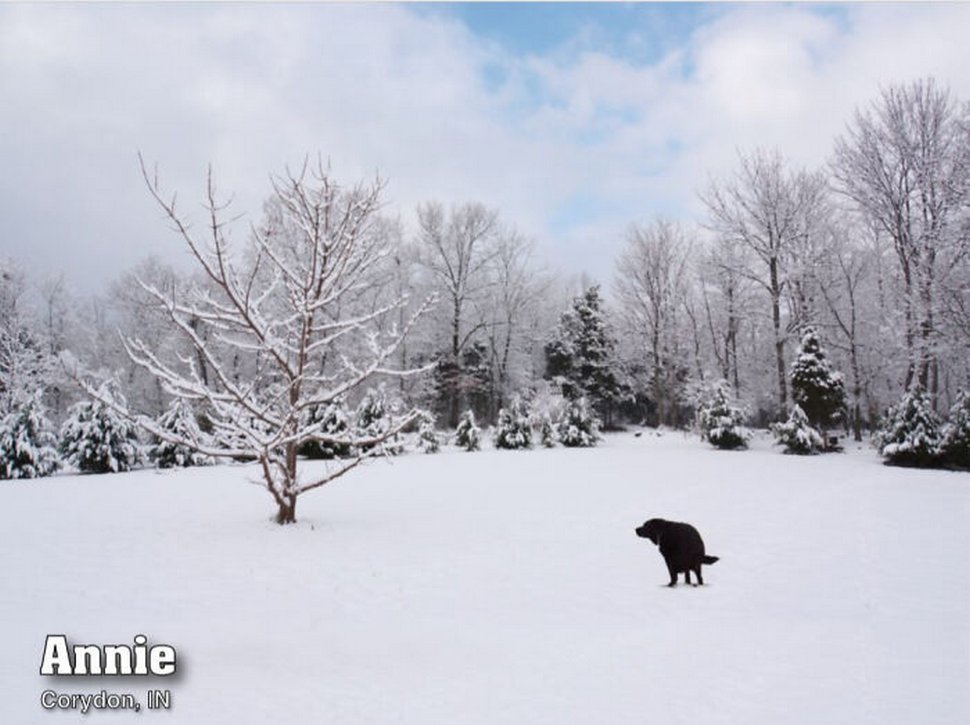 Le calendrier des chiens qui font caca 2021 est enfin arrivé et l’édition de cette année comprend même un puzzle
