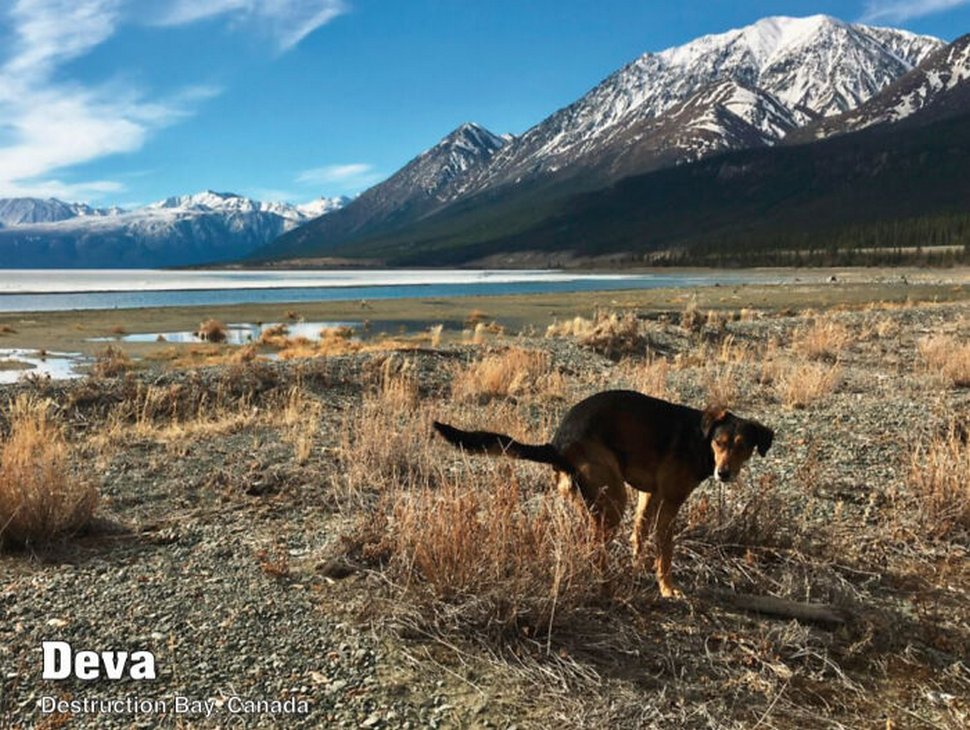 Le calendrier des chiens qui font caca 2021 est enfin arrivé et l’édition de cette année comprend même un puzzle