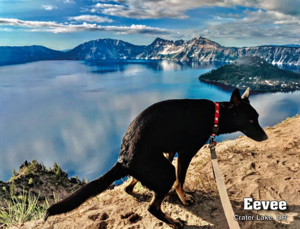 Le calendrier des chiens qui font caca 2021 est enfin arrivé et l’édition de cette année comprend même un puzzle