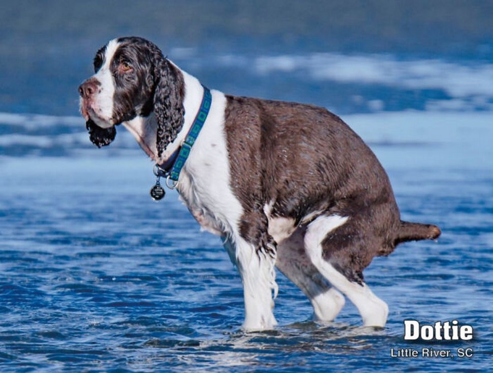 Le calendrier des chiens qui font caca 2021 est enfin arrivé et l’édition de cette année comprend même un puzzle