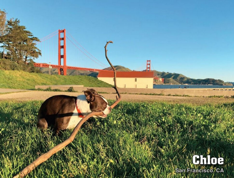 Le calendrier des chiens qui font caca 2021 est enfin arrivé et l’édition de cette année comprend même un puzzle