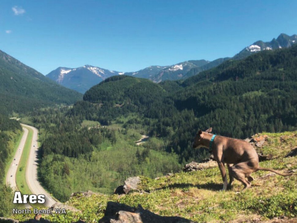 Le calendrier des chiens qui font caca 2021 est enfin arrivé et l’édition de cette année comprend même un puzzle