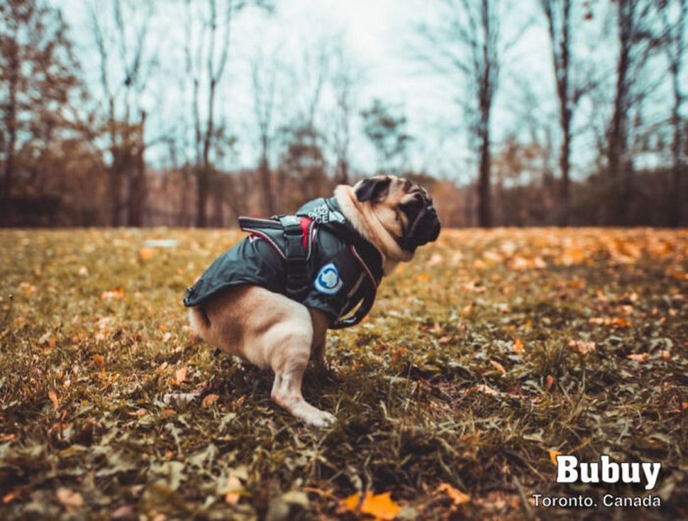 Le calendrier des chiens qui font caca 2021 est enfin arrivé et l’édition de cette année comprend même un puzzle