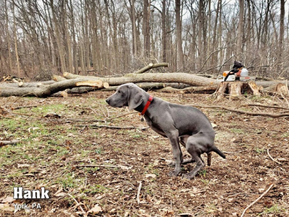 Le calendrier des chiens qui font caca 2021 est enfin arrivé et l’édition de cette année comprend même un puzzle