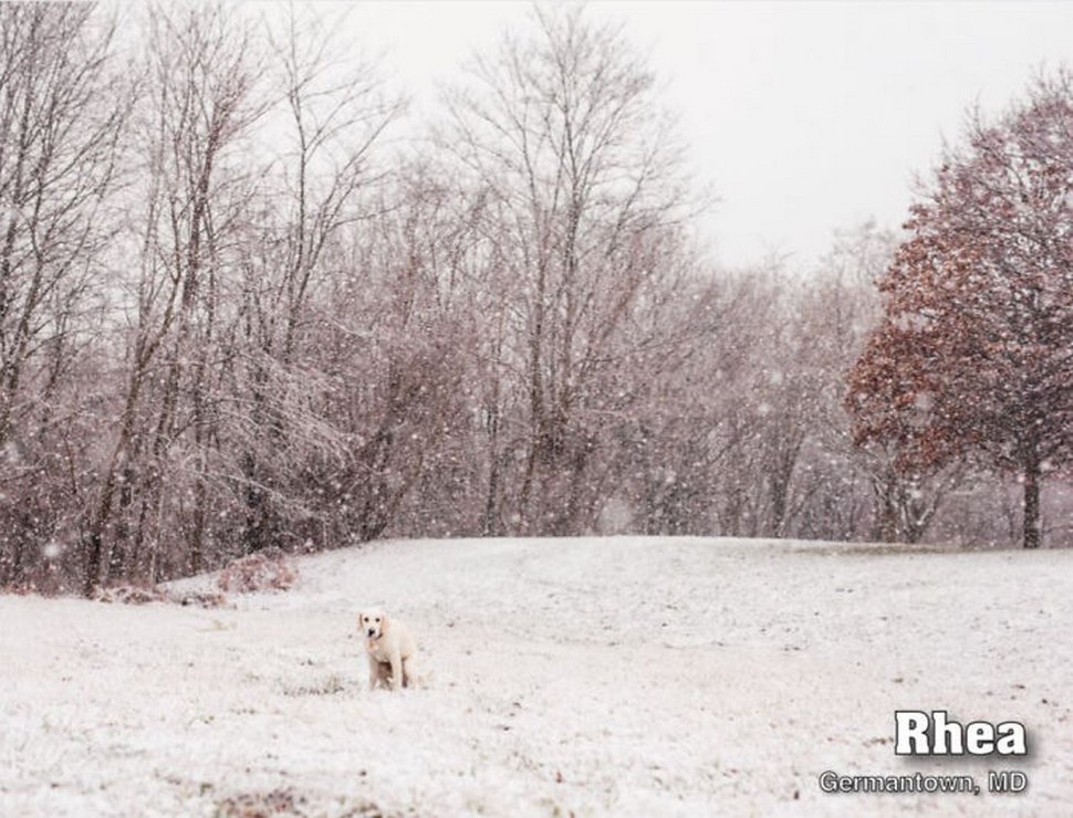 Le calendrier des chiens qui font caca 2021 est enfin arrivé et l’édition de cette année comprend même un puzzle