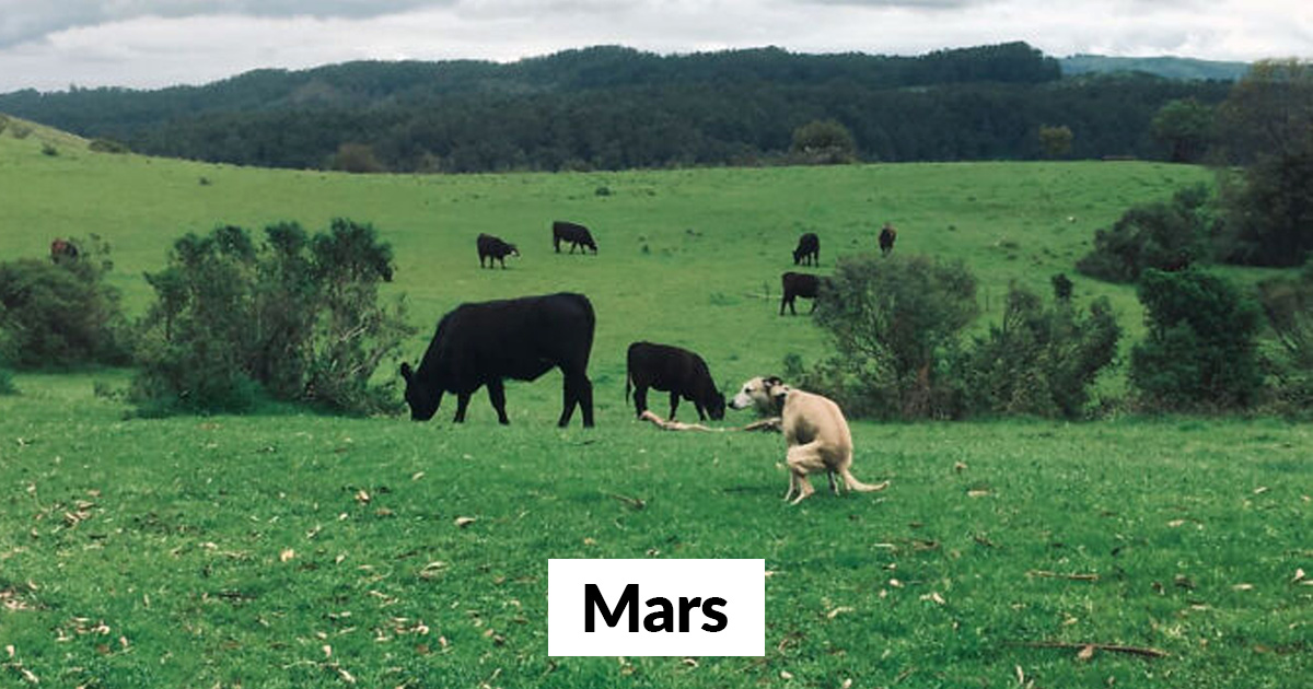 Le calendrier des chiens qui font caca 2021 est enfin arrivé et l’édition de cette année comprend même un puzzle