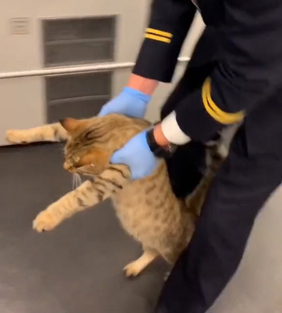 Un chat est escorté hors d’un train après avoir été surpris sans billet