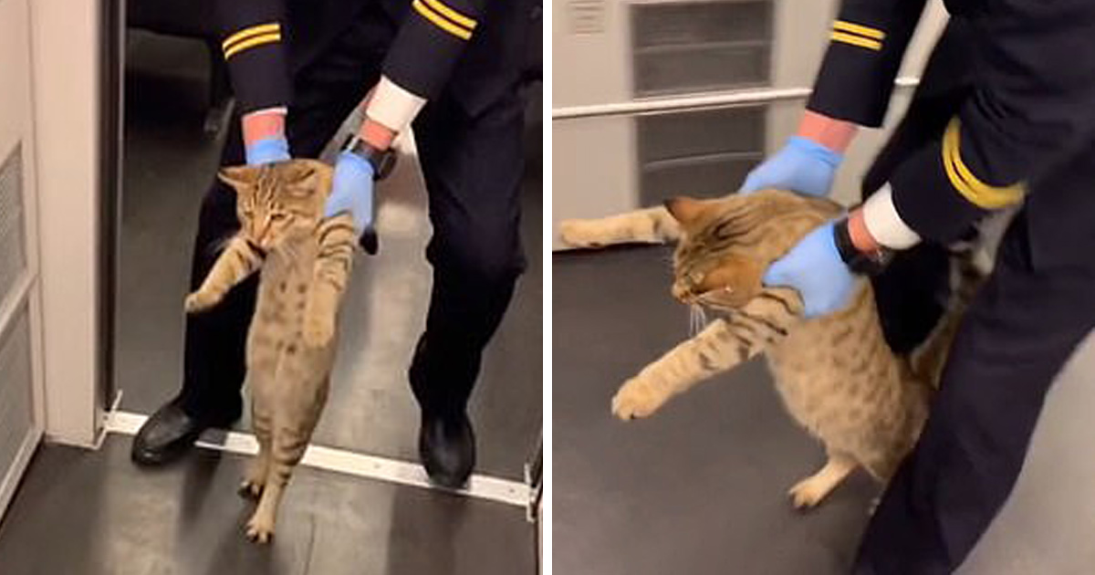 Un chat est escorté hors d’un train après avoir été surpris sans billet