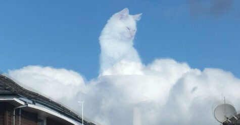 Les gens sont tombés amoureux de ce chat pelucheux perché sur les nuages comme un dieu