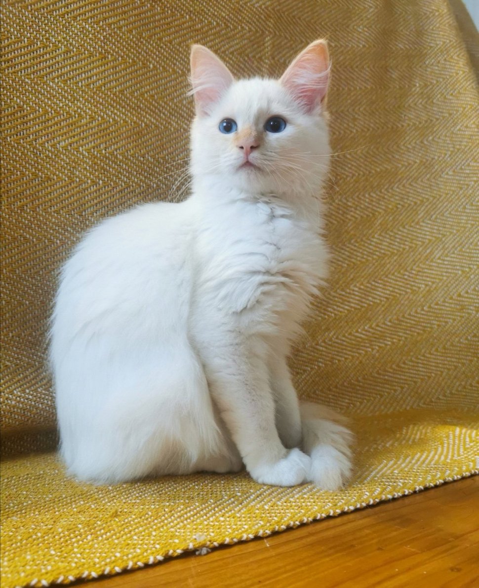 Les gens sont tombés amoureux de ce chat pelucheux perché sur les nuages comme un dieu