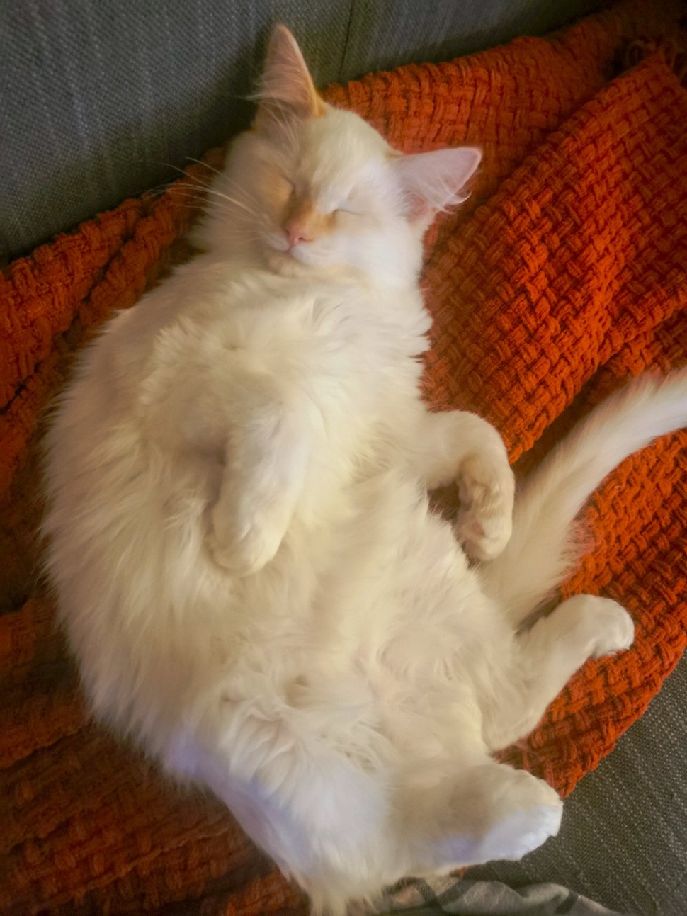 Les gens sont tombés amoureux de ce chat pelucheux perché sur les nuages comme un dieu