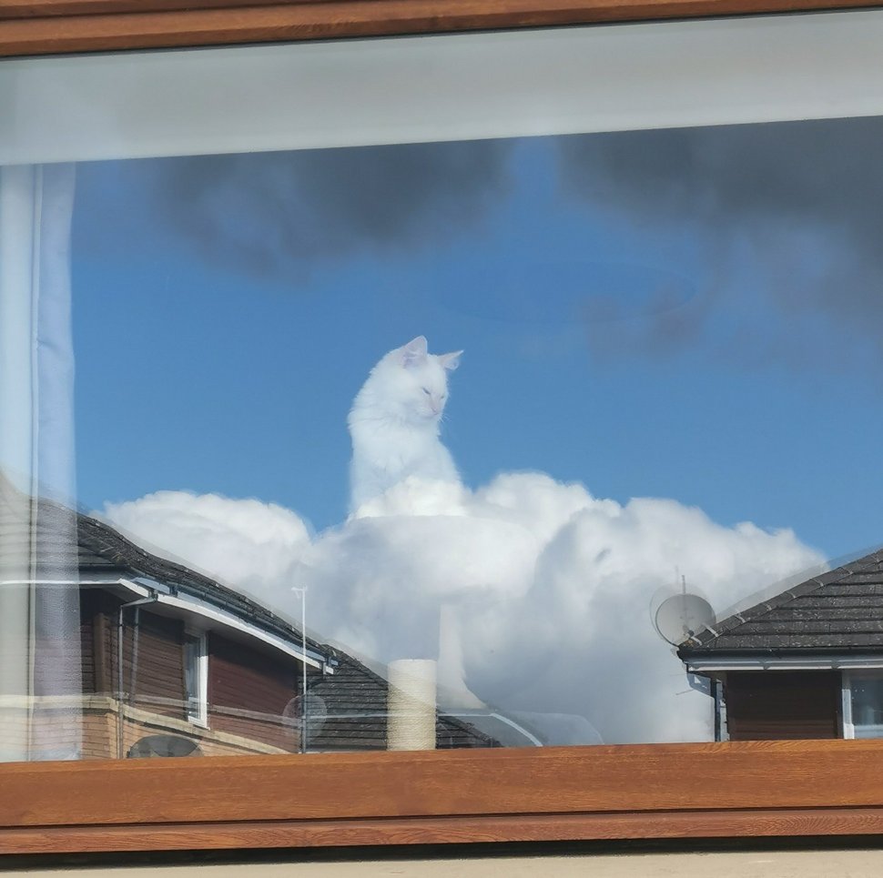 Les gens sont tombés amoureux de ce chat pelucheux perché sur les nuages comme un dieu