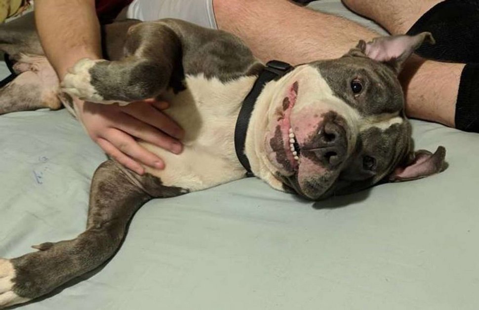 Une famille abandonne son chien dans un refuge parce que « nous allons avoir un autre bébé »