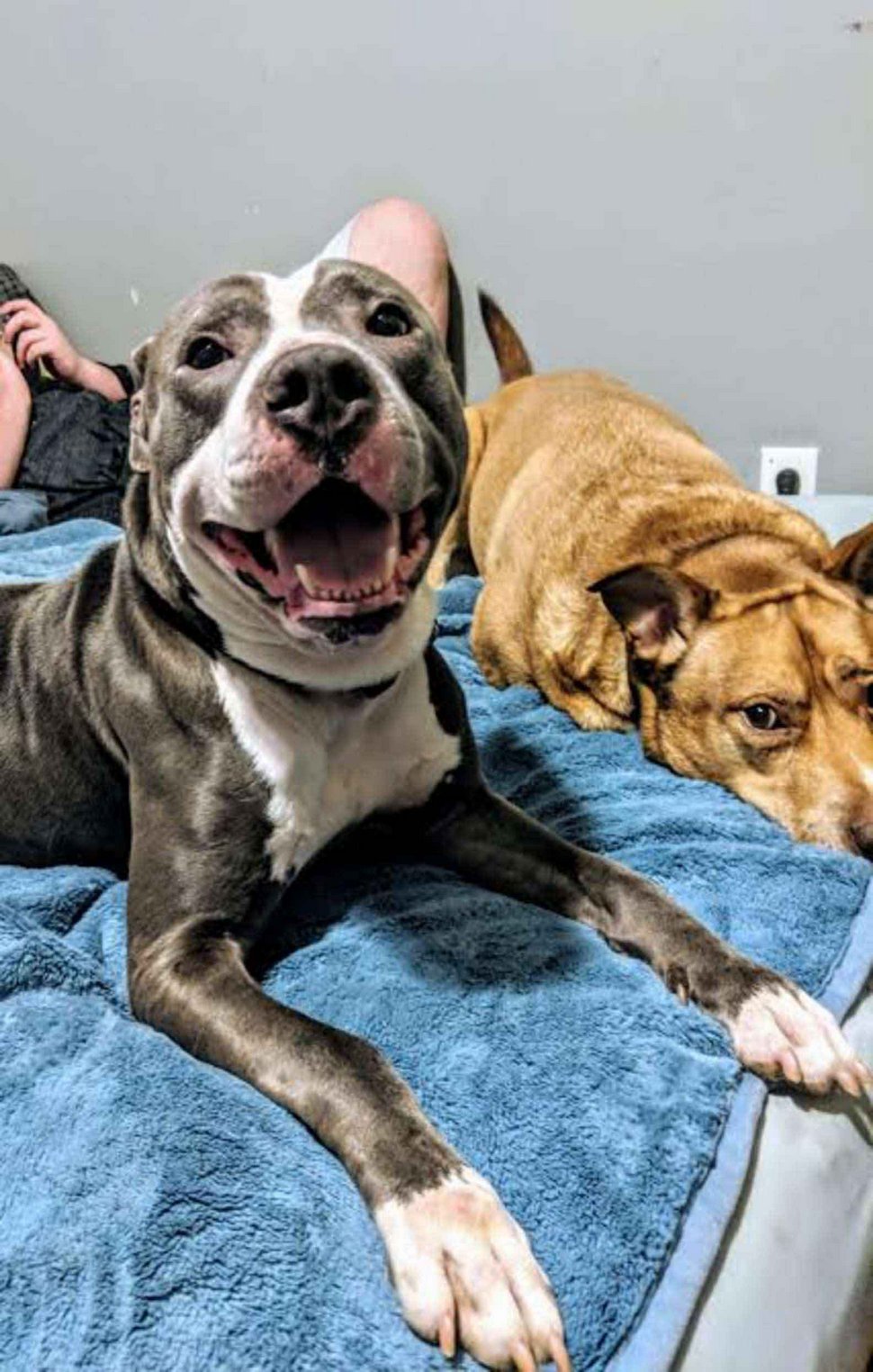 Une famille abandonne son chien dans un refuge parce que « nous allons avoir un autre bébé »