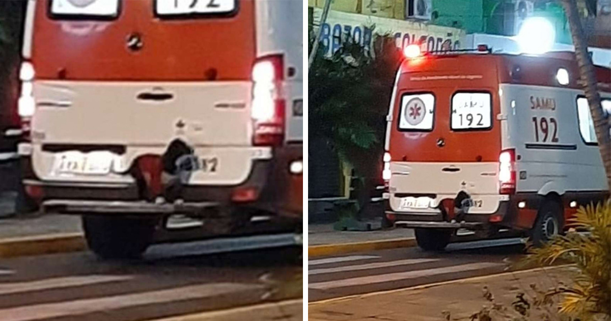 Un chien fidèle saute sur une ambulance pour suivre son maître à l’hôpital