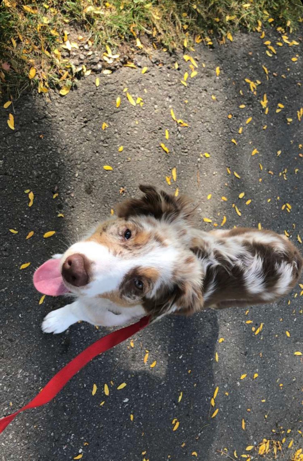 Une famille rentre à la maison et trouve son chien avec la tête coincée dans une citrouille