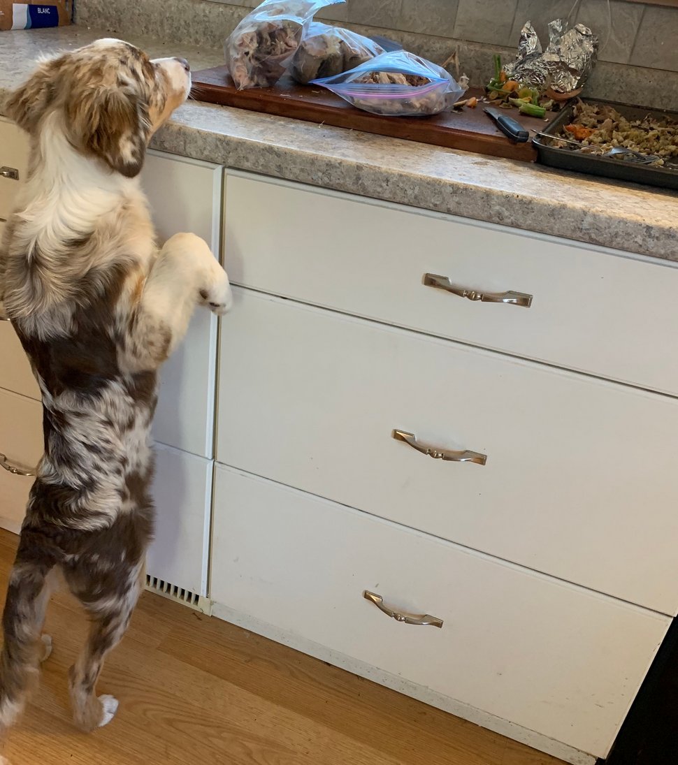 Une famille rentre à la maison et trouve son chien avec la tête coincée dans une citrouille