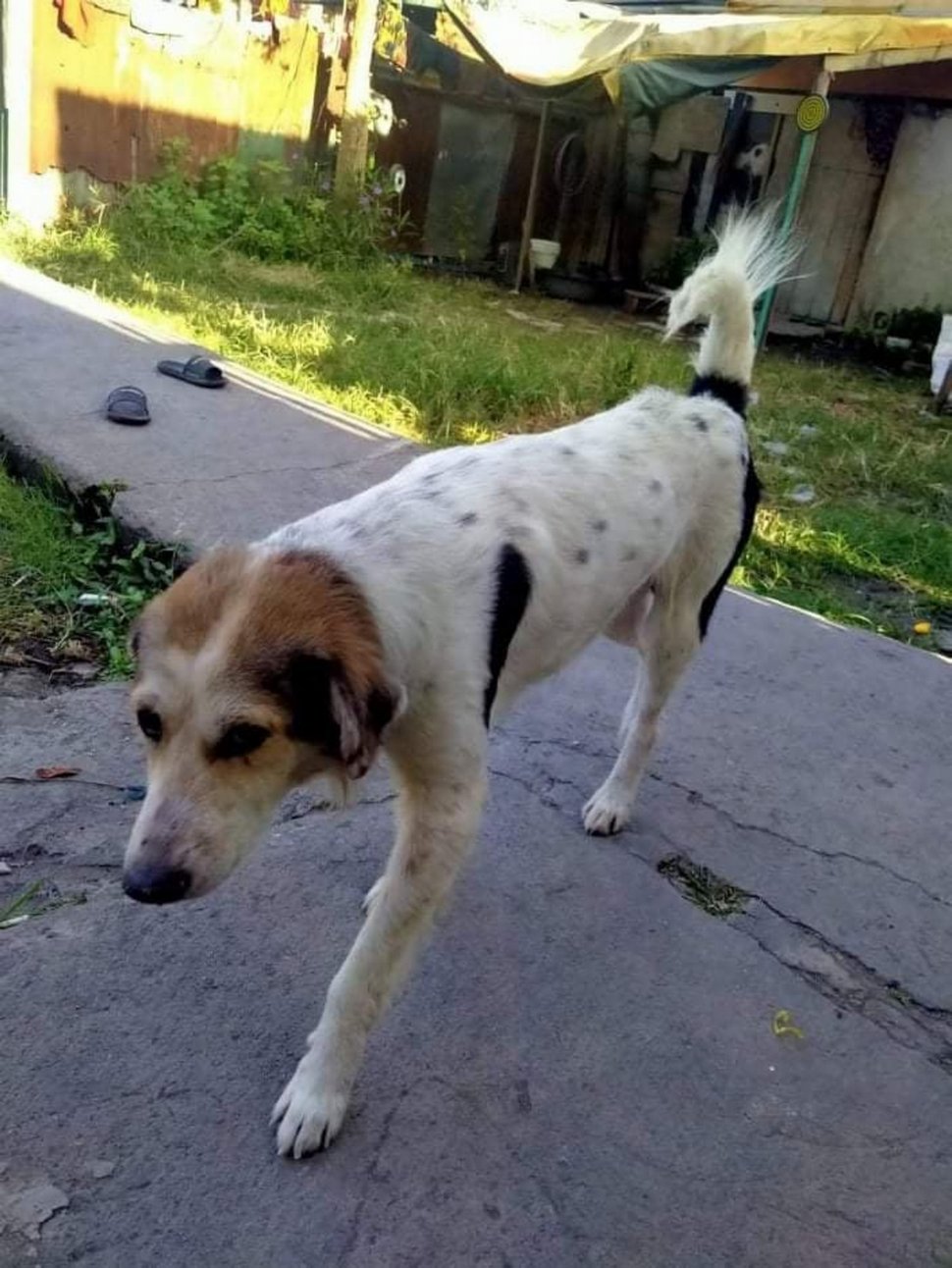 Ce chien qui avait disparu pendant des mois s’est mis à pleurer quand son propriétaire l’a enfin retrouvé