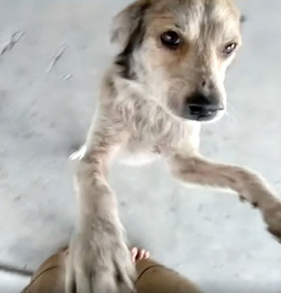 Ce chien qui avait disparu pendant des mois su0027est mis à pleurer 