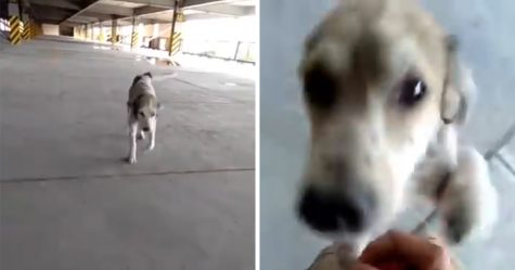 Ce chien qui avait disparu pendant des mois s’est mis à pleurer quand son propriétaire l’a enfin retrouvé